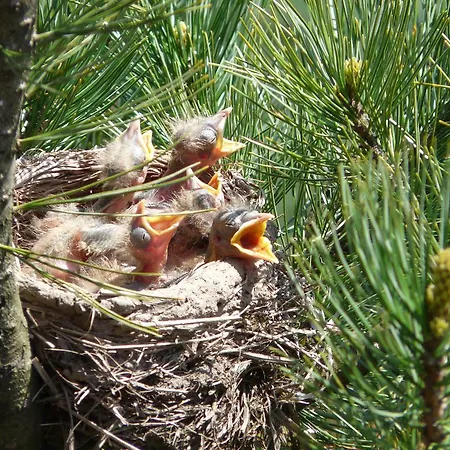Ubytování v soukromí Pod Babkami *