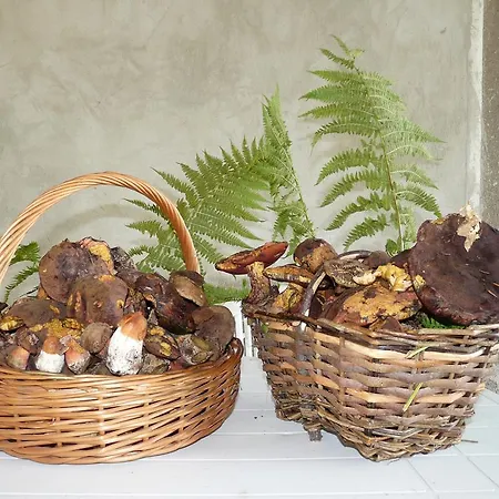 Pod Babkami Homestay Tylicz