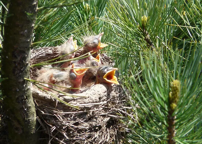 בית אירוח Pod Babkami *