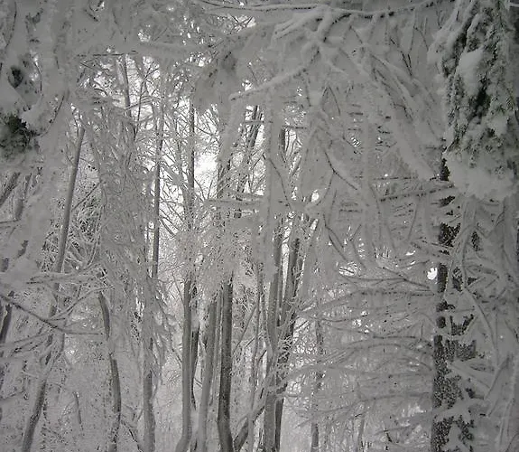 בית אירוח Pod Babkami טליץ'